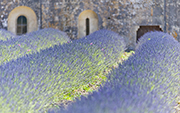 Abbazia di Senanque Gordes, Francia