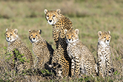 Cheetahs Serengeti Ntl Park