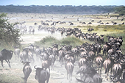 Wildebeests Serengeti Ntl Park
