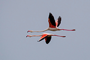 Flamingos Delta del Po