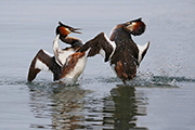 Podiceps Cristatus Lago Di Garda